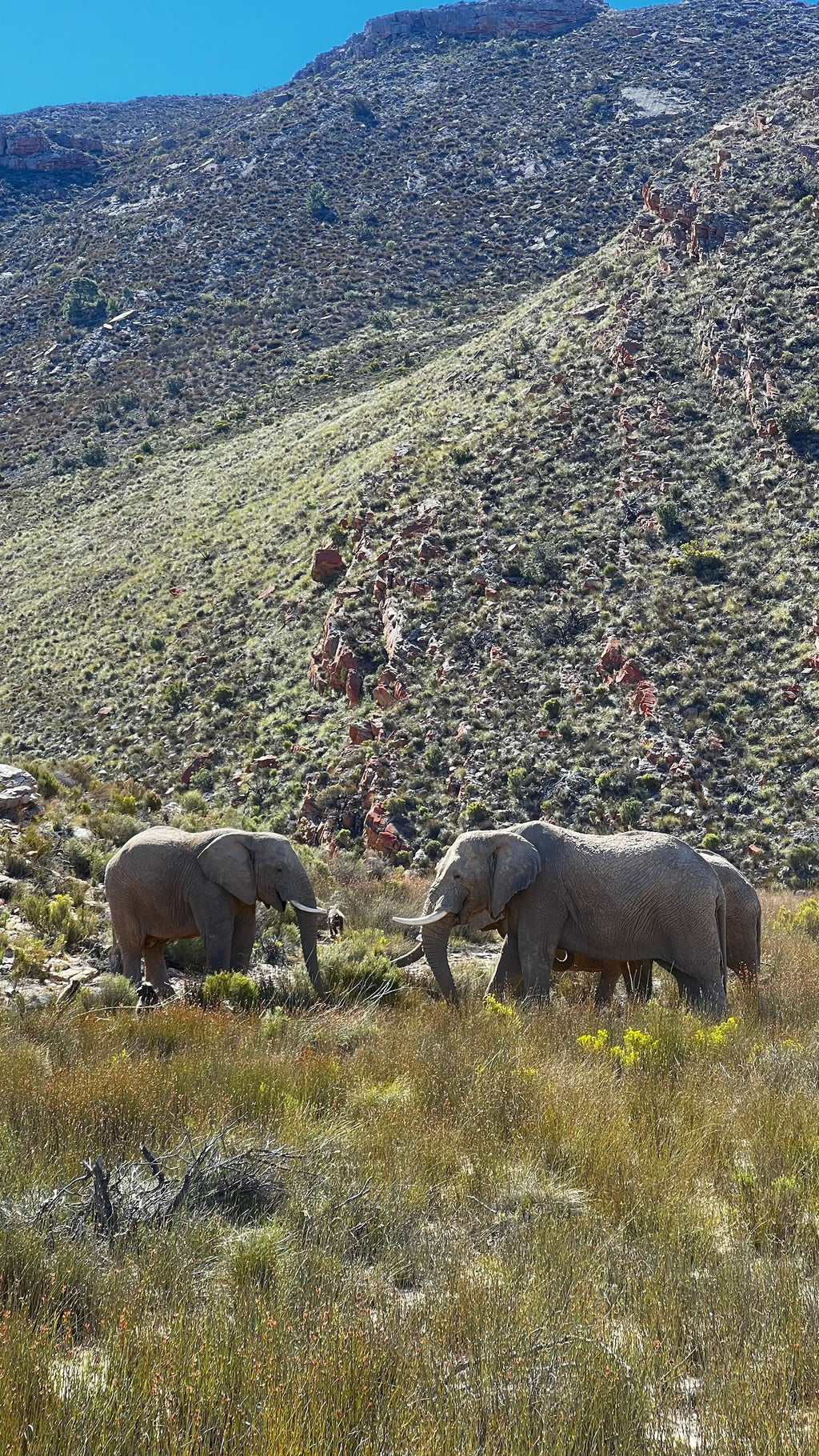 Capetown Travel Map (English)